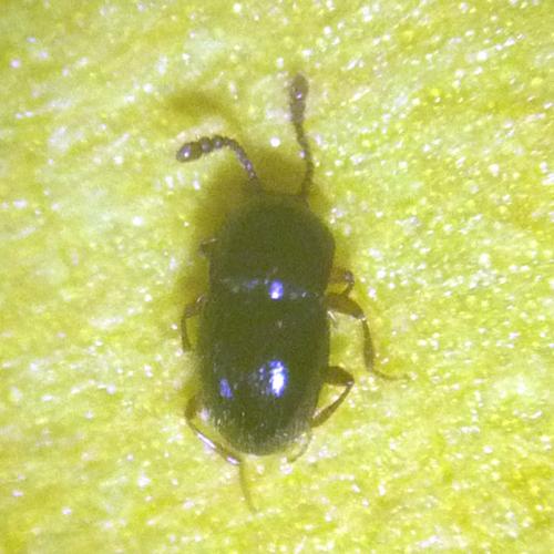 Cephennium sp.