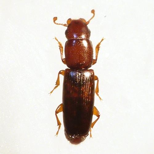 Rhizophagus depressus