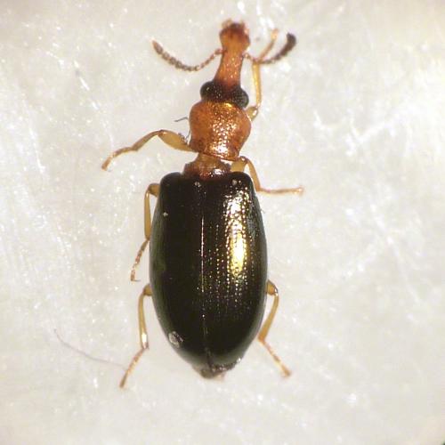 Salpingus ruficollis