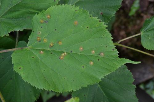 Didymomyia tiliacea