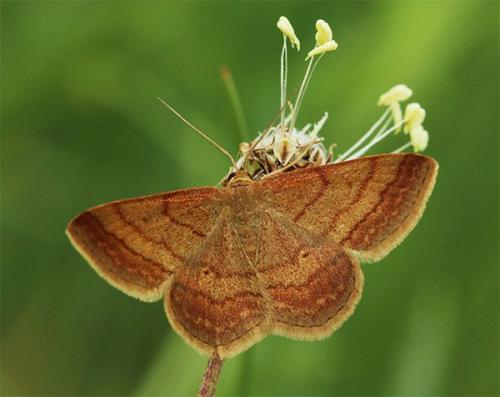 Réf. 141 233 : Scopula rubiginata