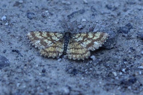 Ematurga atomaria