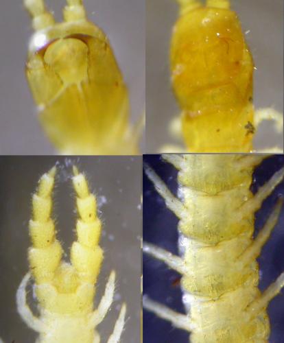 Schendyla nemorensis