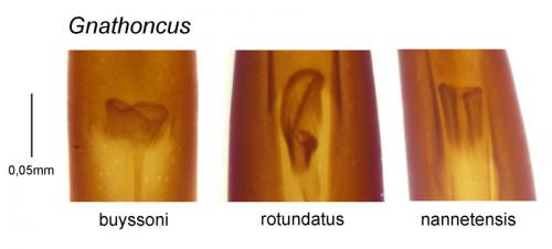 Gnathoncus divers