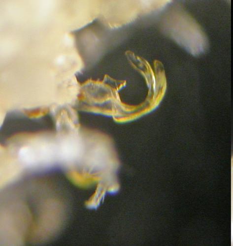 Ophiodesmus albonanus