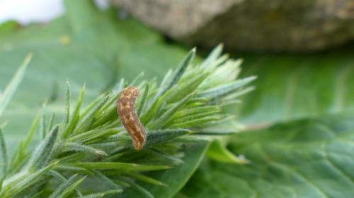 Réf. 141 169 : Gymnoscelis rufifasciata