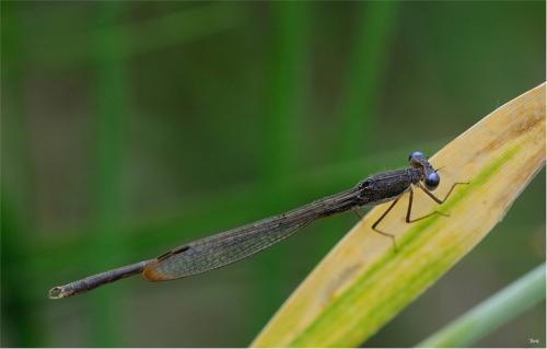 Réf. 141 695 : Sympecma fusca