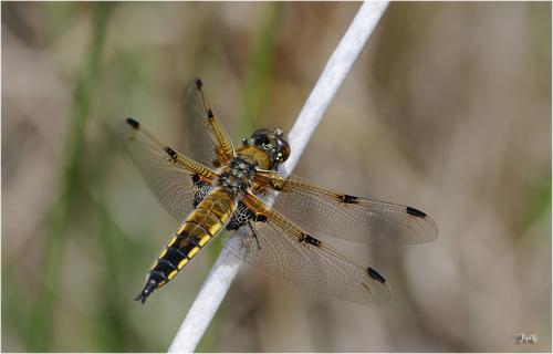 Réf. 141 698 : Libellula quadrimaculata