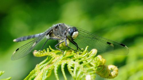 Leucorrhinia albifrons