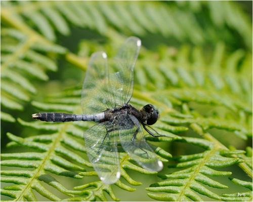 Réf. 141 694 : Leucorrhinia caudalis