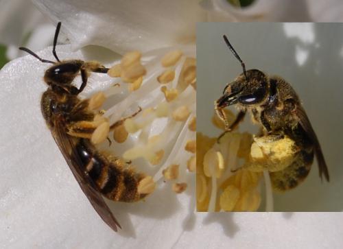 Lasioglossum sp.