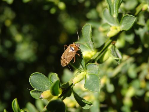Réf. 141 421 : Harpocera thoracica