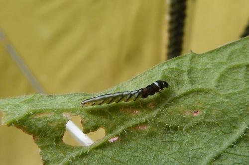 Réf. 141 719 : Helcystogramma rufescens