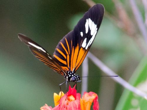 Réf. 141 952 : Heliconius erato amazona
