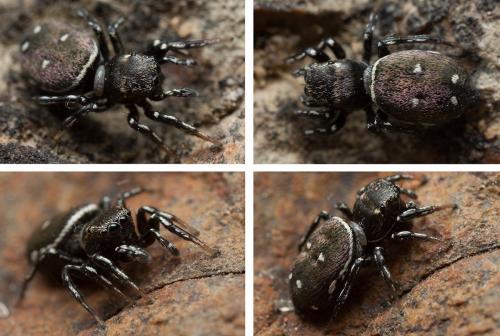 Heliophanus kochii