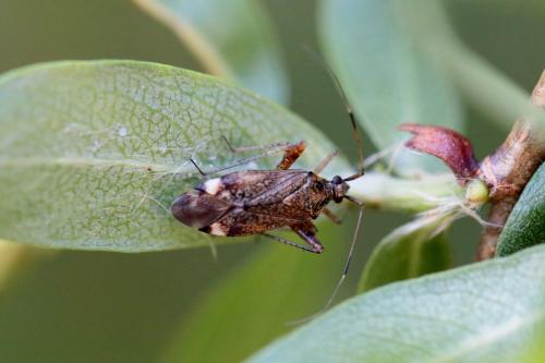 Closterotomus fulvomaculatus
