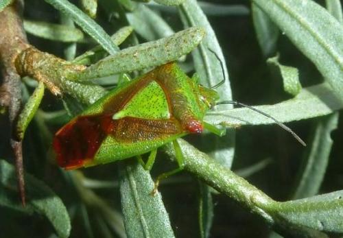 Acanthosoma haemorrhoidale haemorrhoidale