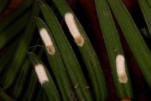 Pulvinaria floccifera