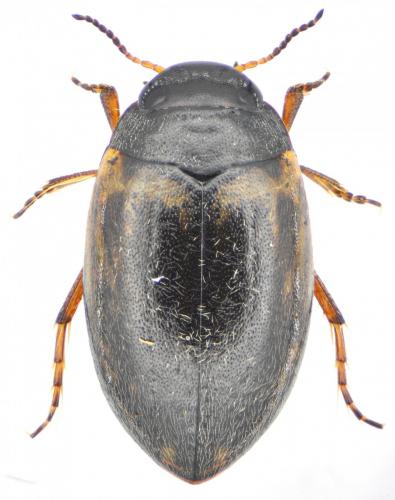 Hydroporus tessellatus