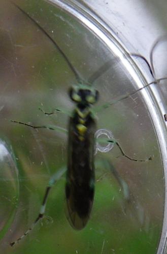 Pachyprotasis antennata