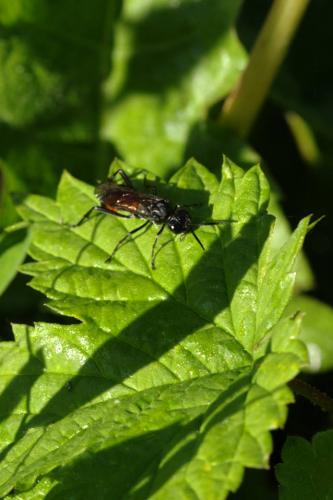 Macrophya annulata
