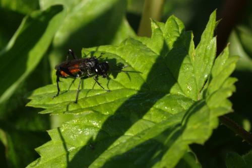 Macrophya annulata
