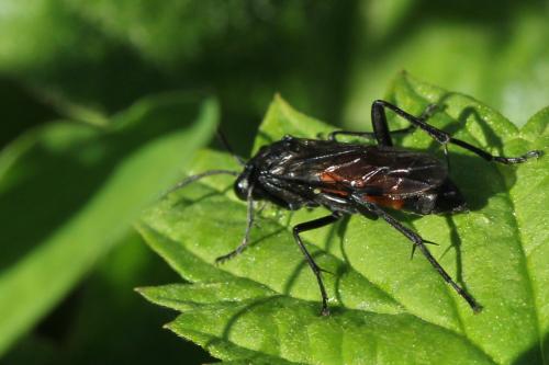Macrophya annulata