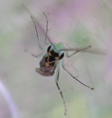 Réf. 141 650 : Pachyprotasis antennata