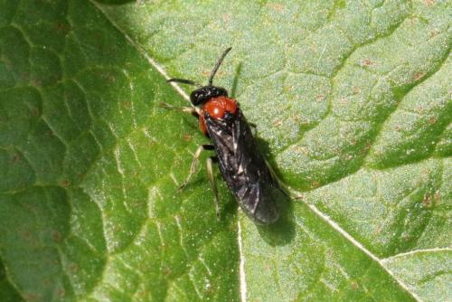 Réf. 141 748 : Eutomostethus ephippium