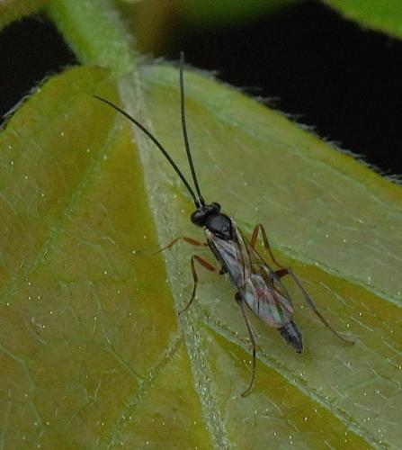 Réf. 141 835 : Campopleginae inconnu