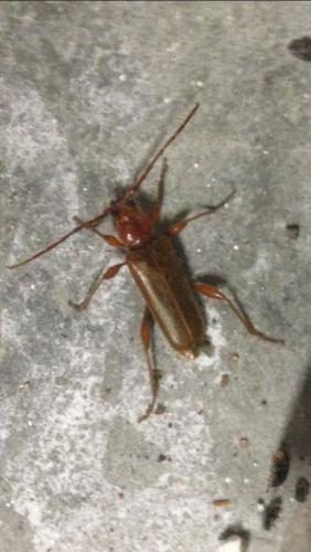 Phymatodes testaceus