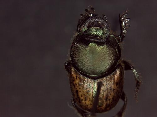 Onthophagus vacca