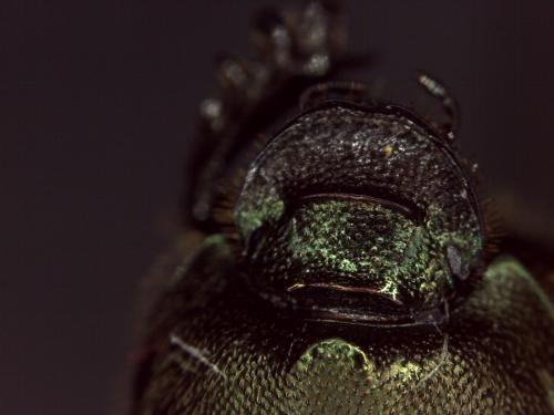 Onthophagus vacca