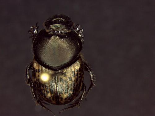 Réf. 141 348 : Onthophagus medius