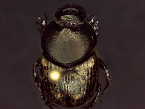 Réf. 141 351 : Onthophagus medius