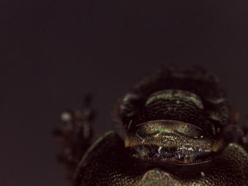 Onthophagus medius