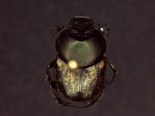Onthophagus medius