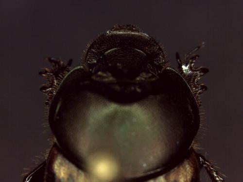 Onthophagus medius