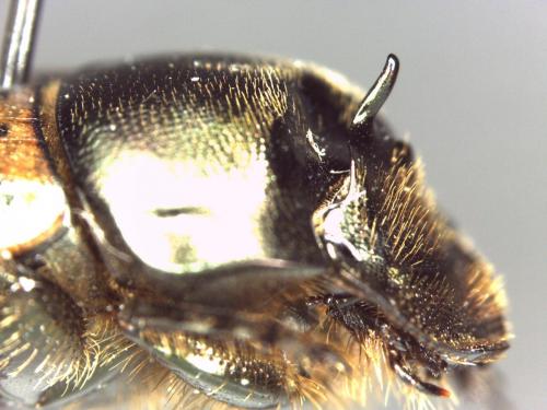 Onthophagus medius