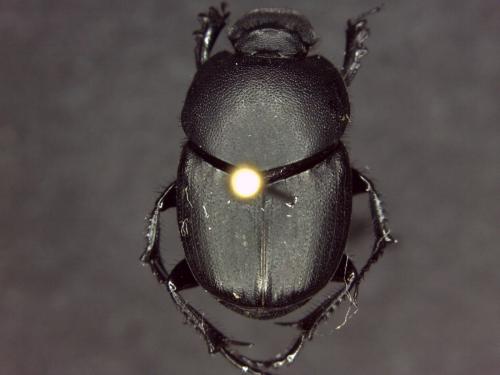 Euonthophagus amyntas