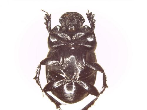 Euonthophagus amyntas