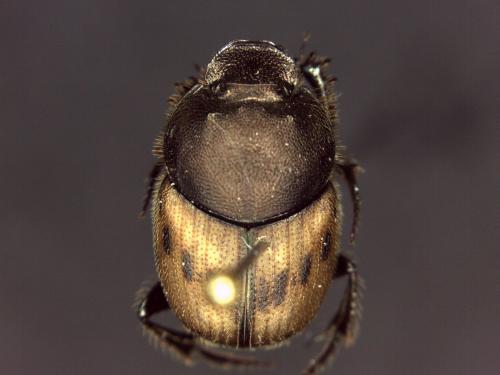 Onthophagus lemur