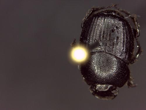 Onthophagus sp.
