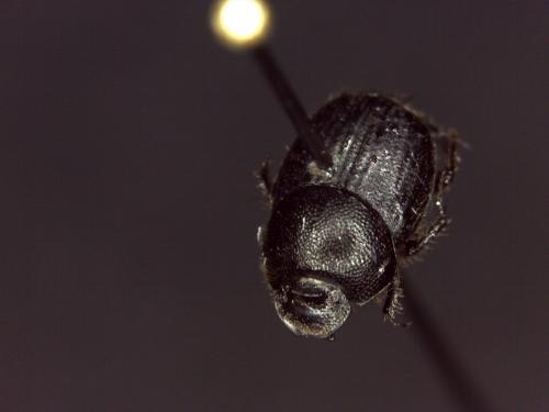 Onthophagus sp.
