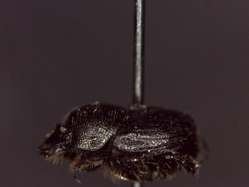 Onthophagus sp.