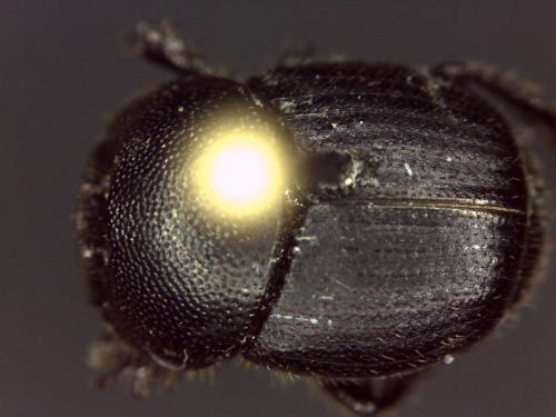 Réf. 141 550 : Onthophagus ovatus