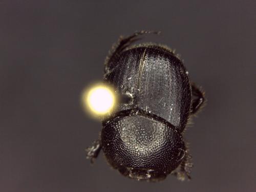 Réf. 141 547 : Onthophagus ovatus