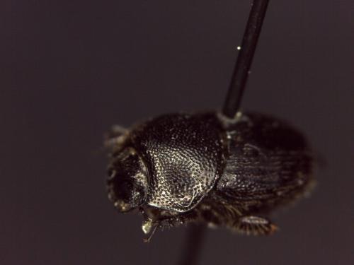 Réf. 141 549 : Onthophagus ovatus