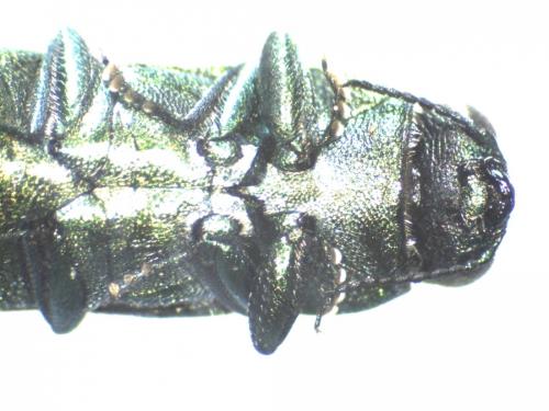 Anthaxia sp.