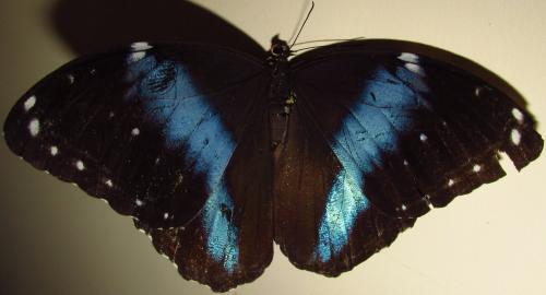 Morpho sp.